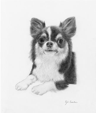 犬